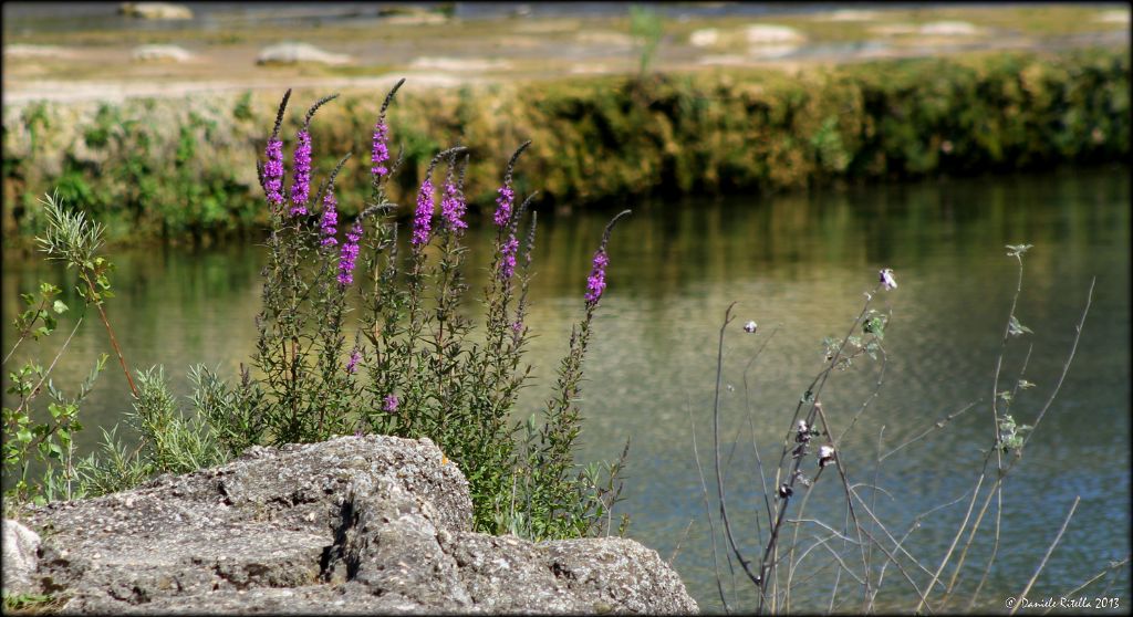 Lythrum salicaria